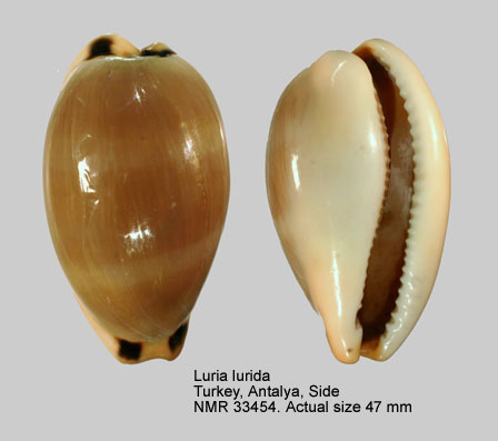 Luria lurida (2).JPG - Luria lurida(Linnaeus,1758)